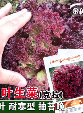 克拉紫叶 紫生菜种子种籽苗 叶紫色沙拉紫叶四季菜冬季盆栽蔬菜