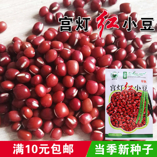 红小豆传统杂粮露天全国四季种子