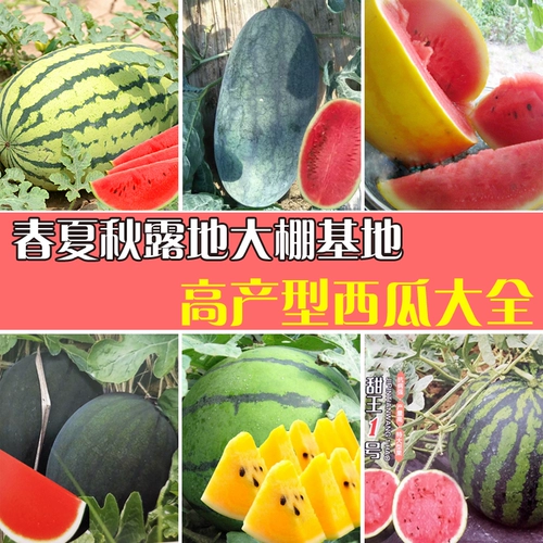 Гигантские семена арбуза чрезвычайно ленивые арбузы с высоким содержанием сахара с высоким содержанием сахара супер сладкий высокий высокий