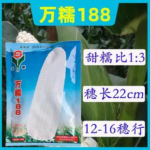 万糯188甜加糯白糯玉米种籽大棒高产大田用鲜食玉米春秋播两季播