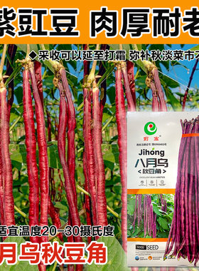 八月忙冻死鬼豆角种子耐寒耐热