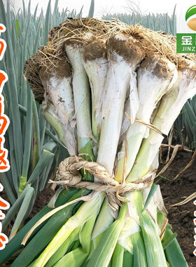 鸡腿葱种籽葱种子长脖疙瘩大葱四季大头葱春季秋季阳台盆栽蔬菜籽