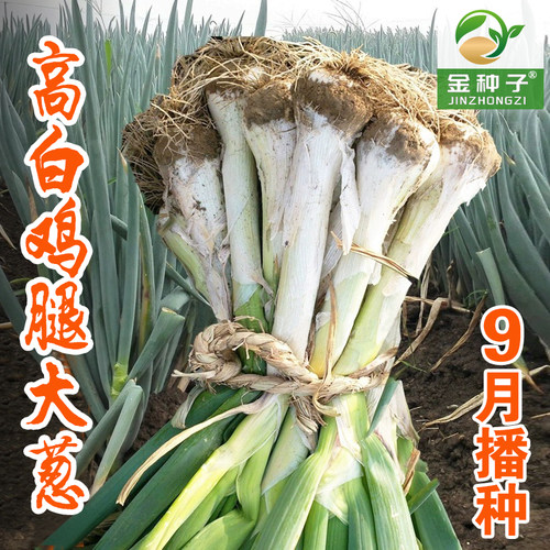鸡腿葱种籽葱种子长脖疙瘩大葱四季大头葱春季秋季阳台盆栽蔬菜籽