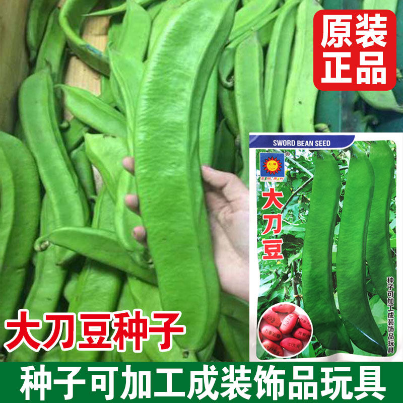 红刀豆种子大刀豆搭架蔬菜种孑大全春秋四季室内阳台农家豆角种籽