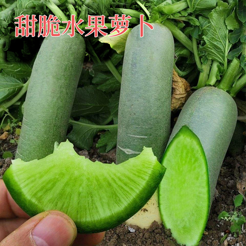 蔬菜生吃青绿潍县沙窝高糖萝卜