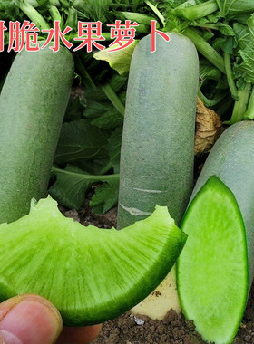 蔬菜生吃青绿潍县沙窝高糖萝卜