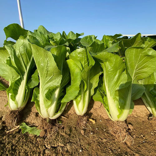 四季速生快菜种子生长快速