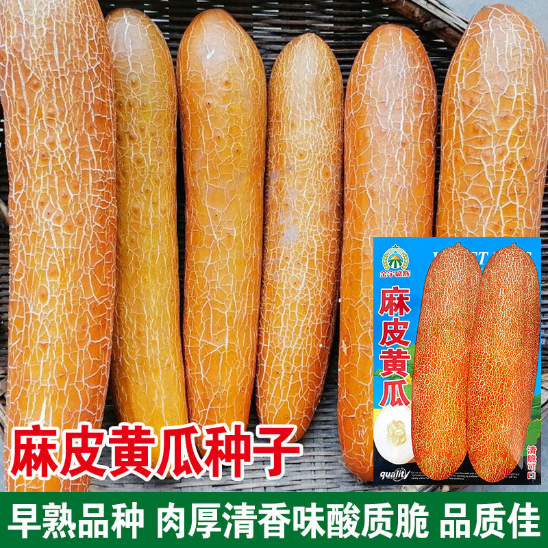 麻皮老黄瓜种子春季水果东北黄瓜种籽春夏四季旱黄瓜高产蔬菜种孑_虎窝淘
