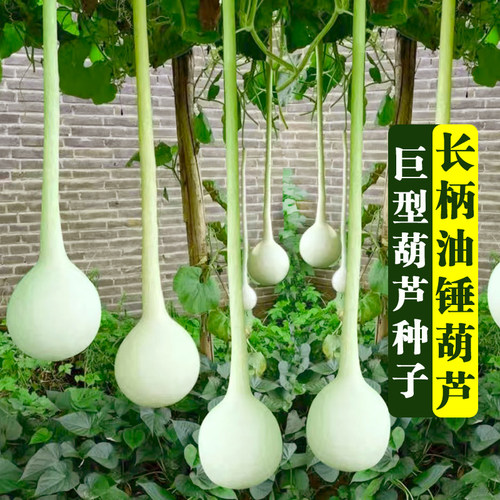 长柄油锤葫芦种子巨型特大葫芦