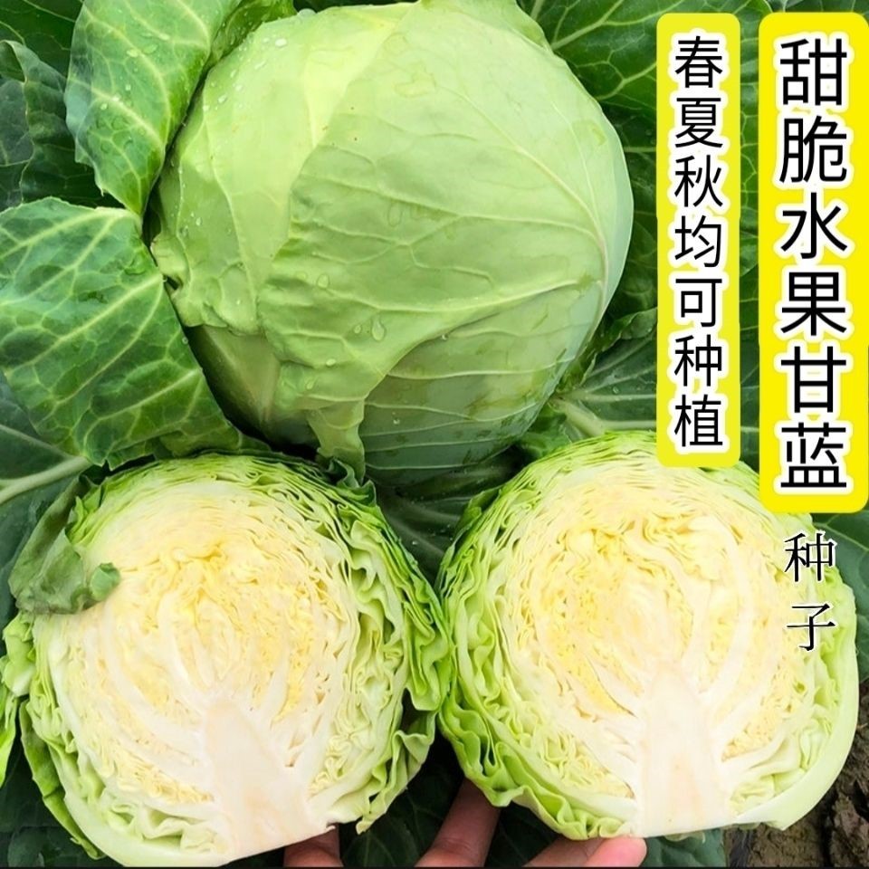 生吃甜脆水果甘蓝种子