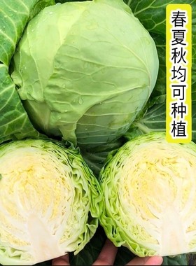 生吃甜脆水果甘蓝种子包菜种籽秋播南方蔬菜大全青菜种孑大头菜