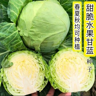 生吃甜脆水果甘蓝种子包菜种籽秋播南方蔬菜大全青菜种孑大头菜