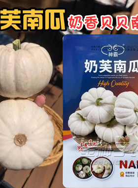 常丰奶香白贝贝南瓜种子春季播