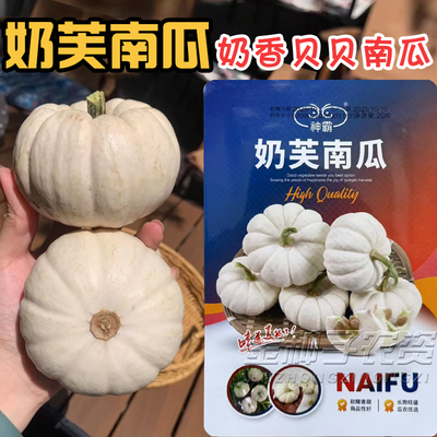 常丰奶香白贝贝南瓜种子春季播