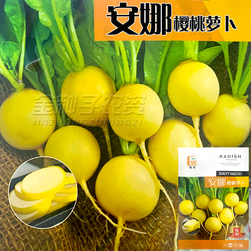 传家宝黄樱桃萝卜种子安娜红丁樱桃水果萝卜种籽阳台盆栽蔬菜种孑