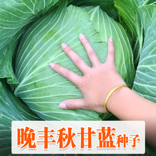 雜交品種耐抽苔庭院蔬菜 晚豐甘藍種子大圓包菜包菜京豐一號種籽