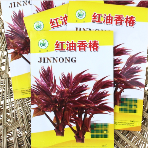 蔬菜树上可做四季陕西香椿种子