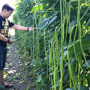 豇豆种子长豆角种籽江豆嫩绿青白条春夏秋季高产耐热田园蔬菜种孑