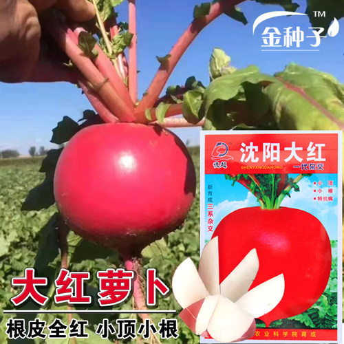 德超沈阳菜种子红萝卜