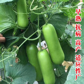 早熟瓠瓜种春夏秋季 短棒高产瓠子瓜籽蒲瓜耐热菜种孑四季 蔬菜种孑