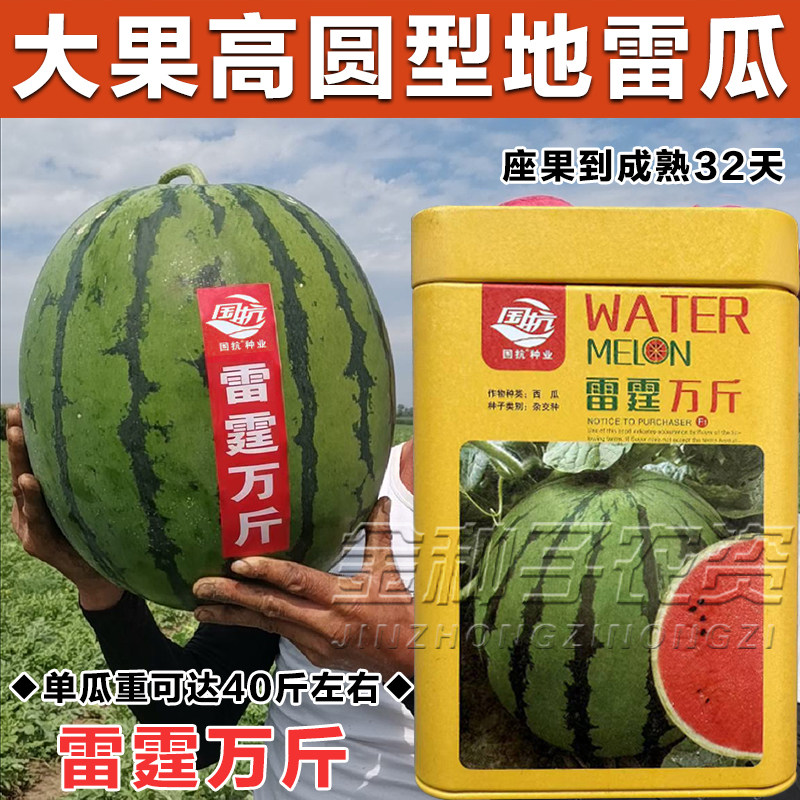 大果型地雷瓜西瓜种子单瓜重40斤