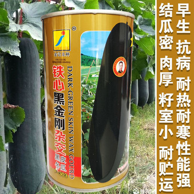 广东杂交黑皮冬瓜种子高产蔬菜