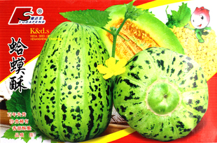 高糖蛤蟆酥 蛤蟆酥 香甜酥脆 甜瓜种子 百年失传瓜 蔬菜种子