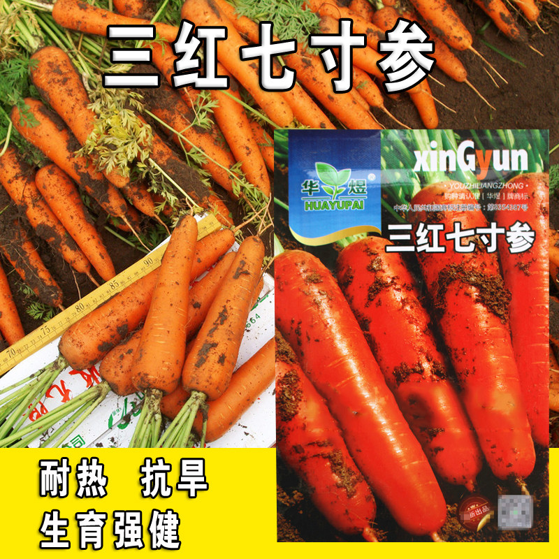 【三红七寸参胡萝卜种子】蔬菜种子盆栽菜园水果种子三红甜脆秋季