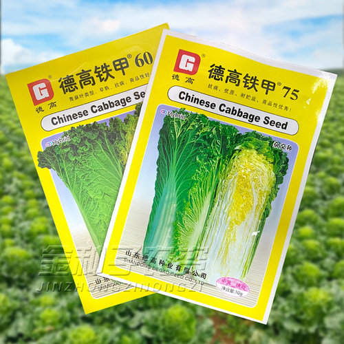 德高青麻叶75黄心大白菜种子早熟高产抗病白菜菜种蔬菜种孑秋季播