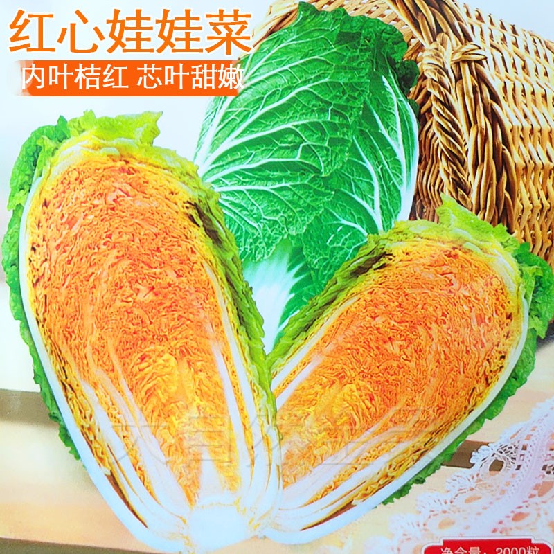 橘红红心蔬菜种孑火凤凰白菜图片