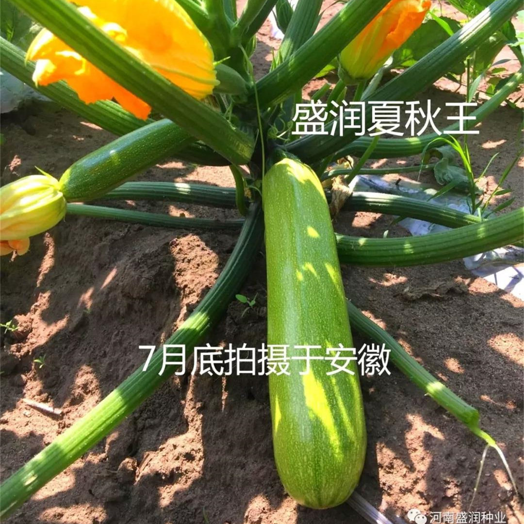 翠绿高产四季盆栽胡芦春夏种子苗