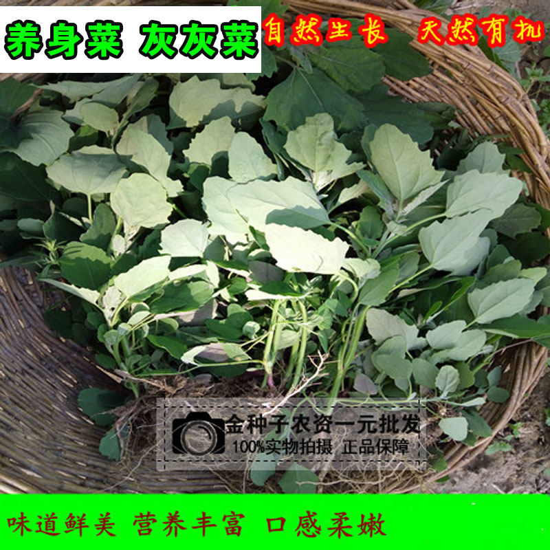 农家营养菜灰灰菜种子绿色天然营养蔬菜种子野菜种子阳台庭院盆栽