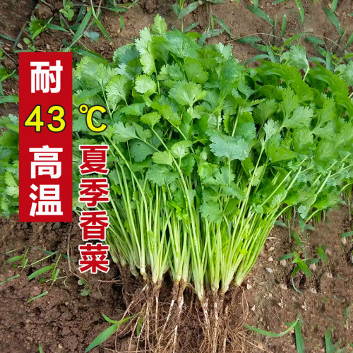 夏季耐热43度香菜种子