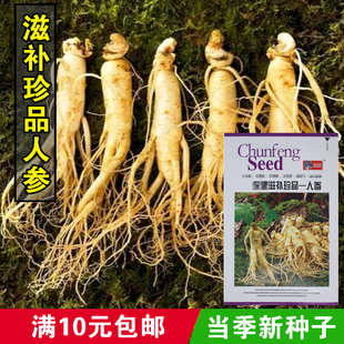 中草药 中药种子 人参种子 名贵药材种子 营养人参春秋四季播