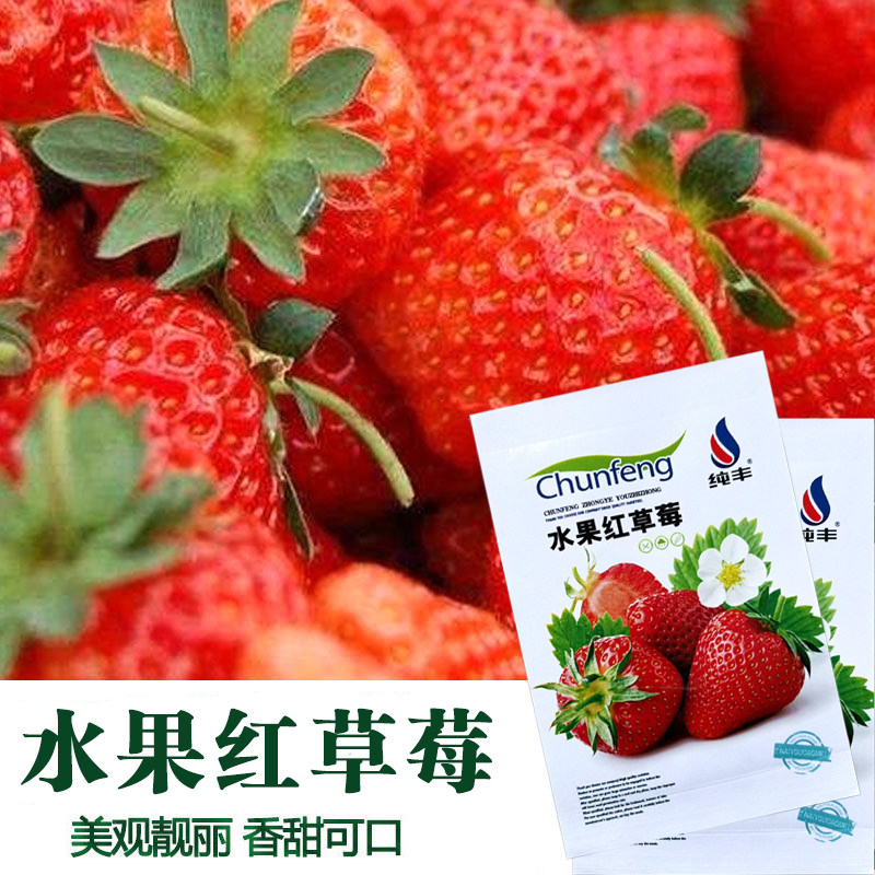 食用奶油大草莓种籽子四季种植室内阳台盆栽水果农家蔬菜草莓种子