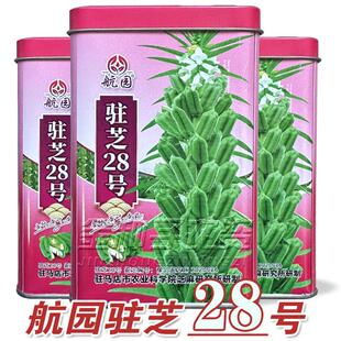 杂交芝麻种子驻芝28号高产白芝麻种高油矮脚榨油芝麻种子籽孑大田