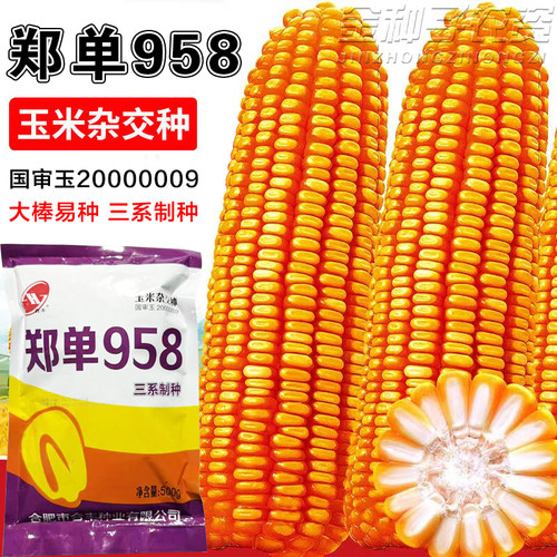 郑单958玉米种易种抗倒伏