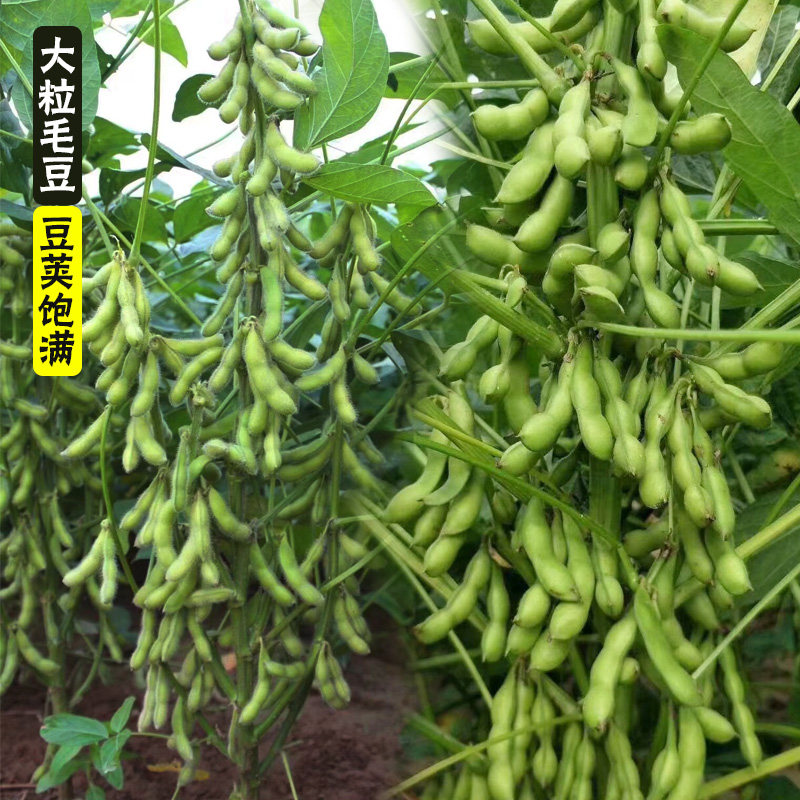 高产春季特早熟大粒毛豆种子图片