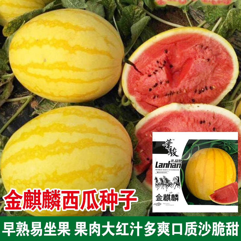 黄皮黄瓤西瓜种子种籽超甜薄皮黄心南方四季阳台小型水果孑肉种植