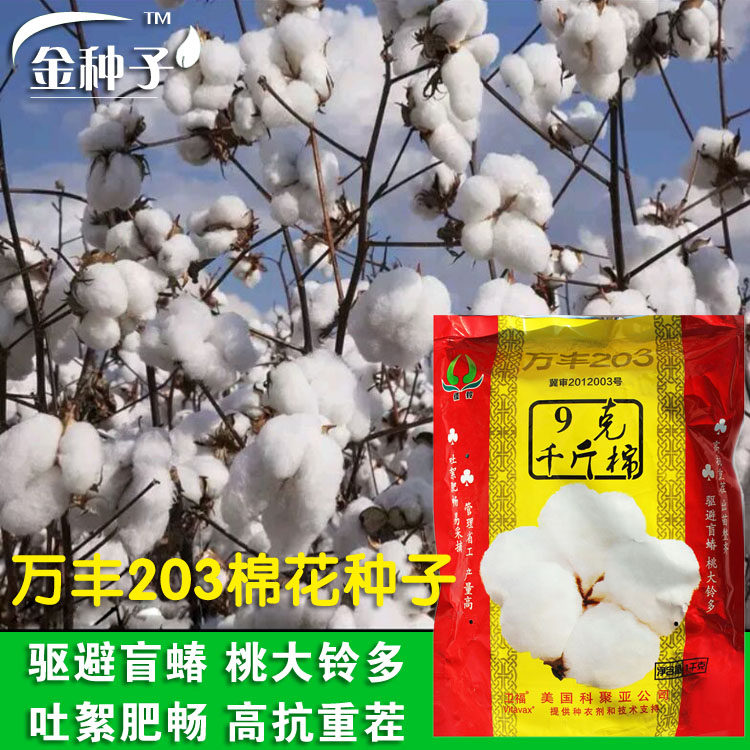 9克千斤棉花种子 抗虫大桃棉花种籽棉铃懒汉抗重茬千斤王大田高产