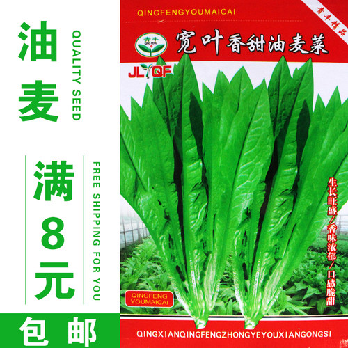 宽叶香甜油麦菜种子口感为鲜嫩清香盆栽四季蔬菜种子好吃好种春季 - 封面