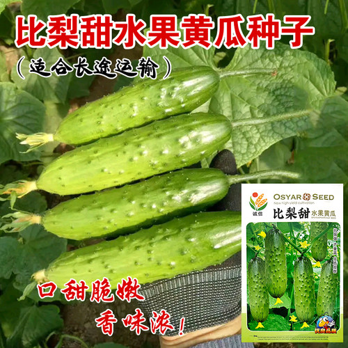 东北旱黄瓜农家阳台春季耐热种子