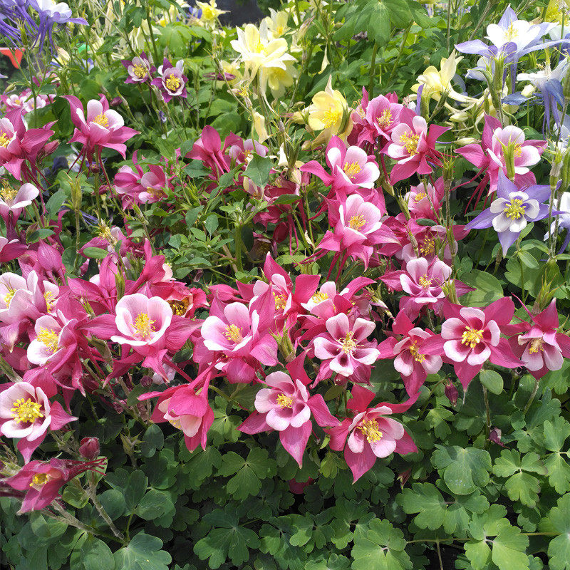 耧斗花种子耐寒  盆栽花卉植物  秋季冬季种花卉  四季开花多年生