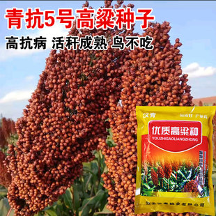 红缨子矮杆高粱种子种籽孑抗四酿酒种子高产红糯早熟抗旱五谷杂粮