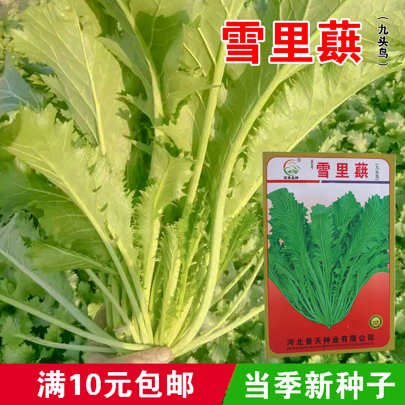 九头鸟蔬菜种子雪里红以连茎腌制