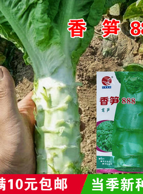 香笋888抗热圆叶莴苣香莴笋耐热