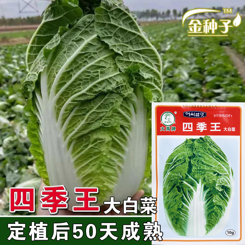 四季王大白菜种子 早熟50天炮弹型大白菜蔬菜种籽 耐抽薹四季播种