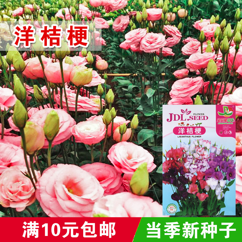 洋桔梗花种子易活花草植物春夏秋室内开花不断室外花种籽花卉盆栽