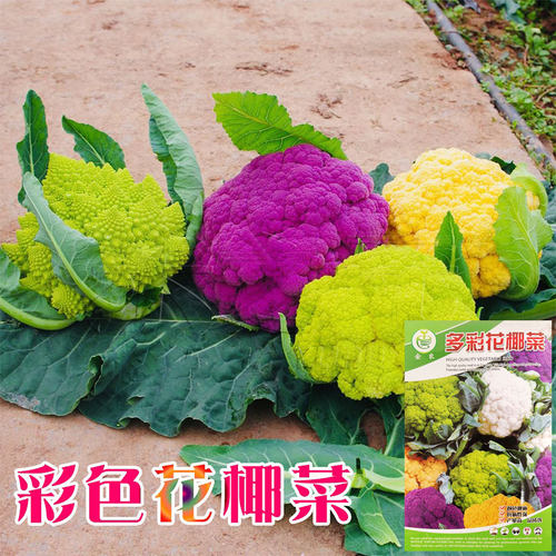 紫有机蔬菜质量怎么样 紫有机蔬菜口碑怎么样 小麦优选