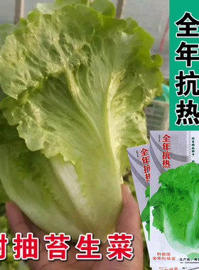 全年抗热耐抽苔生菜籽阳台种子
